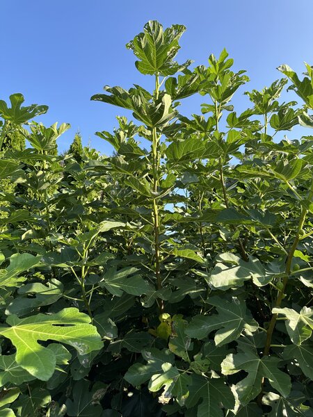 Feige, Ficus carica, Sommer