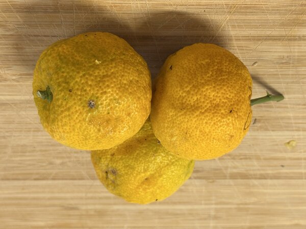 Yuzu Nr. 3, Citrus junos, Zitrus, Frucht