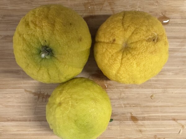 Ichanglemon Sebastian, Citrus ichangensis, Citrus, Zitrus, Frucht