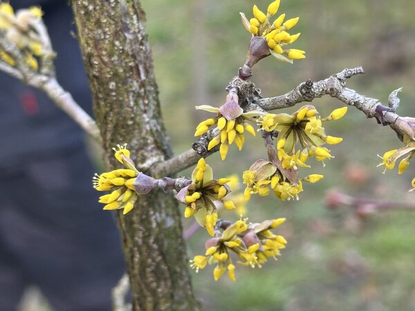 Kornelkische, Cornus mas Mikala, Blten