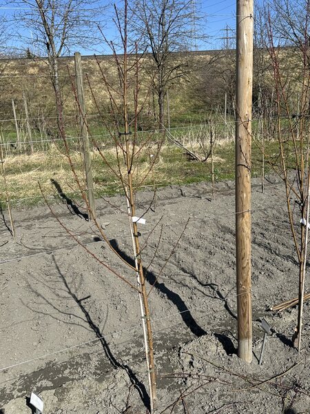 Pfirsich, Prunus persica, Jungbaum vor dem Schnitt