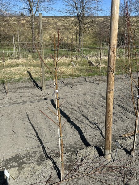 Pfirsich, Prunus persica, Jungbaum nach dem Schnitt