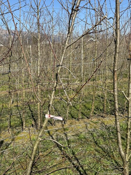 Pfirsich, Prunus persica, vernachlssigter Baum vor dem Schnitt