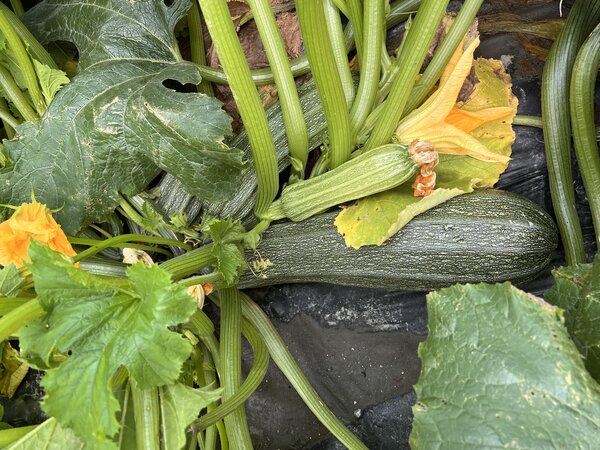 Zucchini, Costata Romanesco, Gestreifte Zuchini, Cucurbita pepo (CUC 24-02)