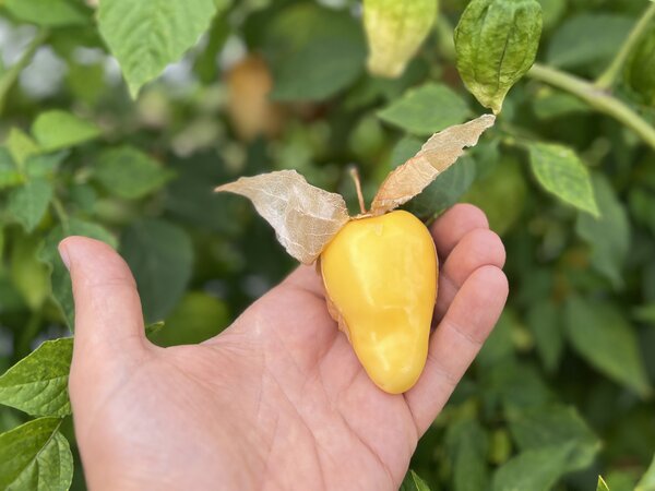 Physalis philadelphica, Gigantilis, Riesen Physalis, Tomatillo