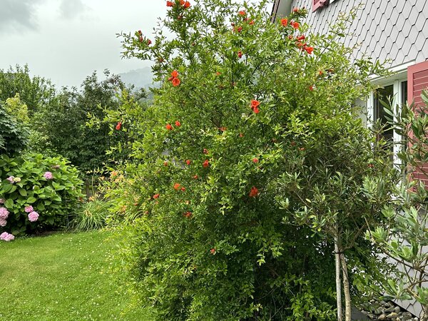 Granatapfel (Punica granatum), Strauch, blhend