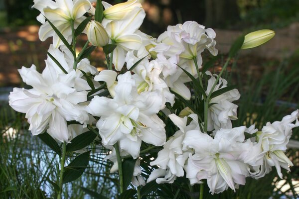 Lilie, Lilium, Lotus Ice, Nijssen