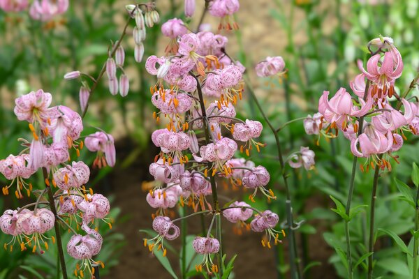 Lilie, Lilium martagon, Purple Morning, Nijssen