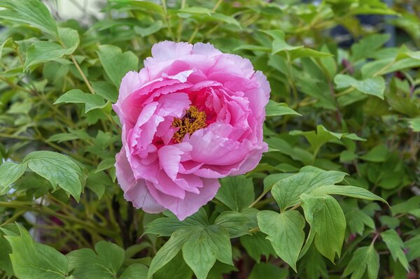 Paeonia Lu He Hong, Paeonia suffruticosa, Pfingstrose, Pfingstrosen, Strauchpfingstrose, Strauchpfingstrosen