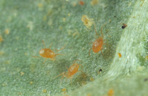 Raubmilben, Phytoseiulus persimilis, in Spinnmilbenbefall auf Blattunterseite Bohnen