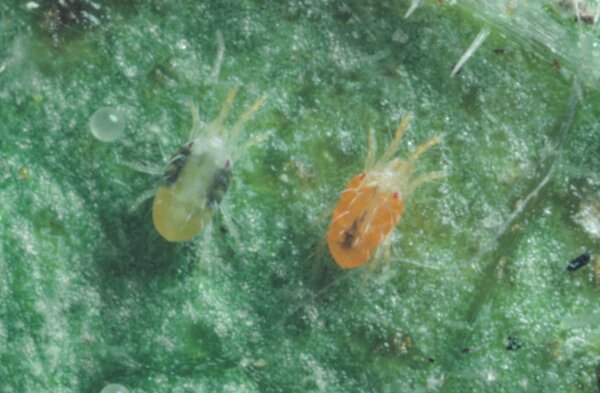 Spinnmilbe, Tetranychus urticae, Sommer- (gelb) und Herbstform (orange)