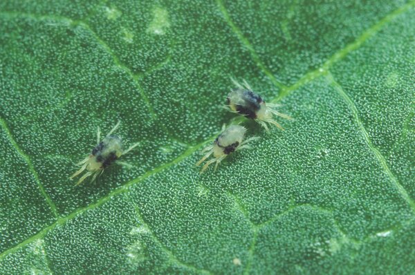 Gemeine Spinnmilbe, Tetranychus urticae, Makro, Gemse