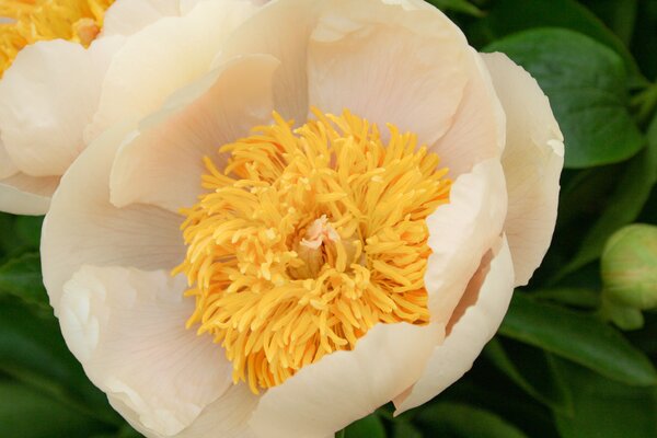 Paeonia, Pfingstrose, Claire de Lune