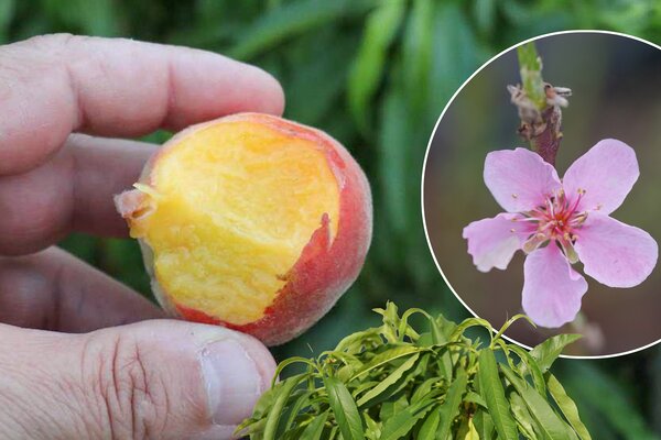 Fruttoni, Peachly Yellow, Minipfirsich, Prunus persica, gelbfleischig (PF 4)