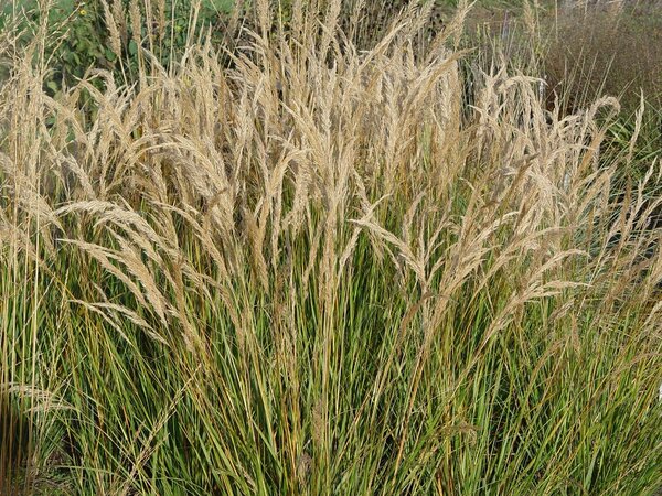 Achnatherum calamagrostis 'Algu', Gras, Grser, synonym Stipa