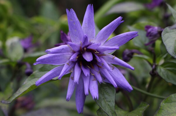 Catananche cearulea, Rasselblume, Staude blau lila violett