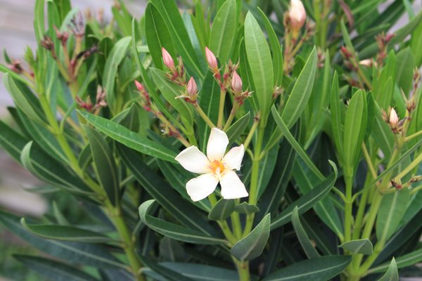 Oleander apricot, 2024, Nerium oleander