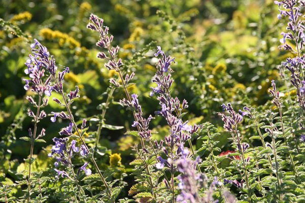 Nepeta x faassenii 'Junior Walker' Katzenminze