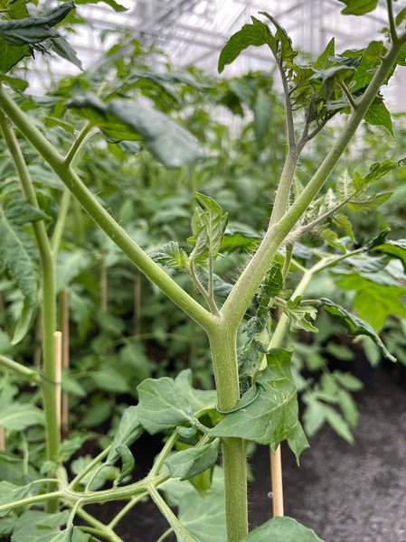 Tomaten pinzieren, Solanum lycopersicum, Lubera