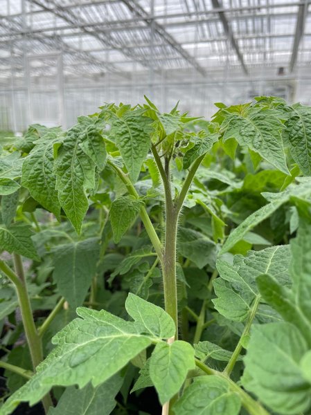 Tomaten pinzieren, unpinzierte Tomate, Solanum lycopersicum, Lubera