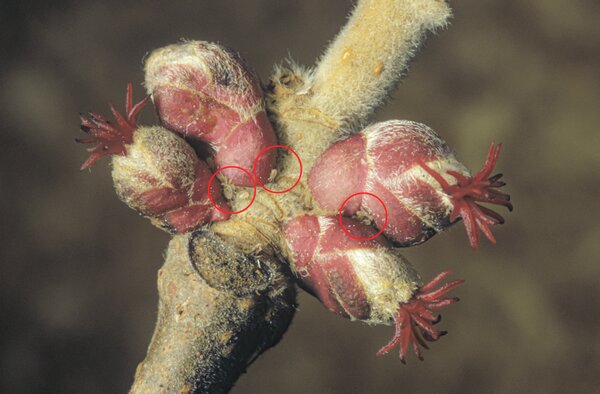 Raubmilben an Haselknospen, Typhlodromus, berwinternd