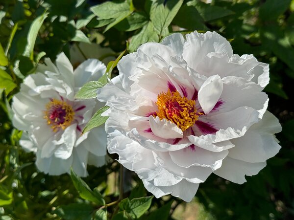 Paeonia Xiang Yu, Paeonia suffruticosa, Pfingstrose, Pfingstrosen, Strauchpfingstrose, Strauchpfingstrosen