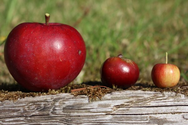 Zierapfel Lubera