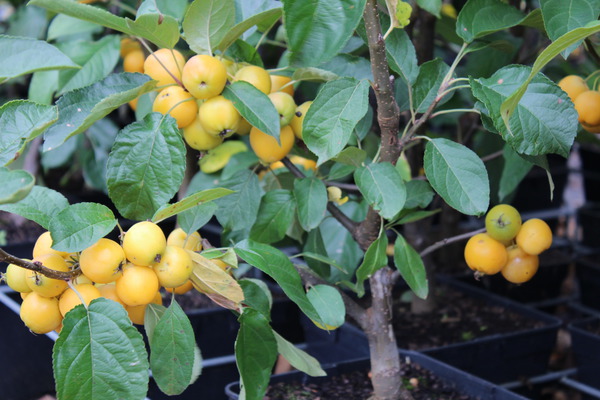 Zierapfel, Lubera