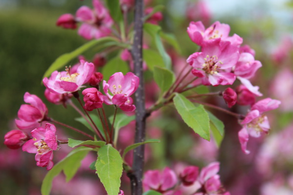 Zierapfel, Lubera