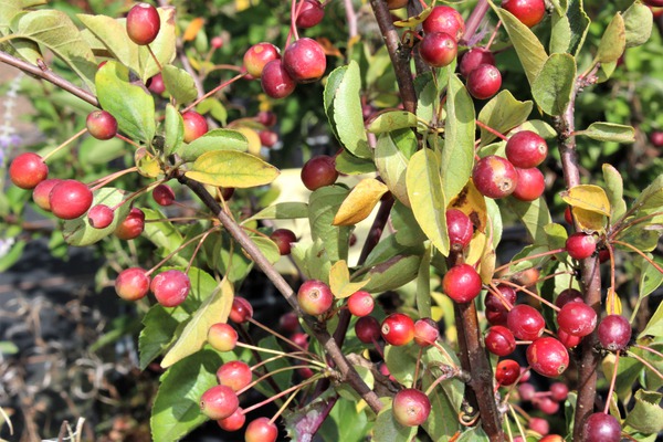 Zierapfel, Lubera