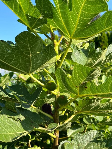 Feige, Ficus carica, Bella Brunetta Rossa, Trieb gedrungen