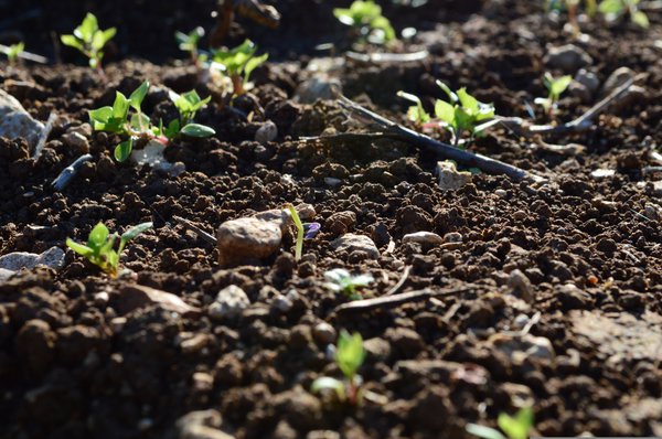 Gartenboden, Gartenerde, Garten Erde, Garten Boden